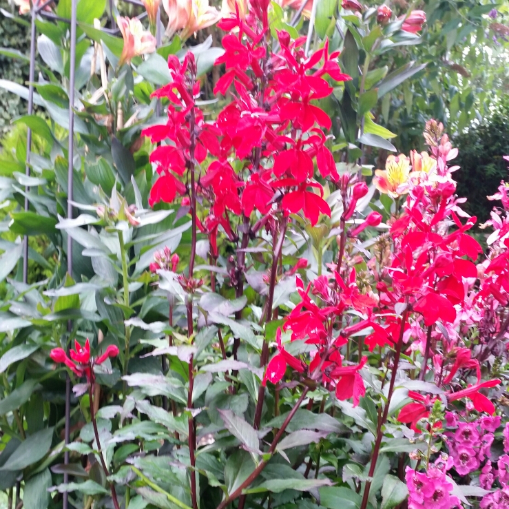 Plant image Lobelia x speciosa 'Starship Scarlet'