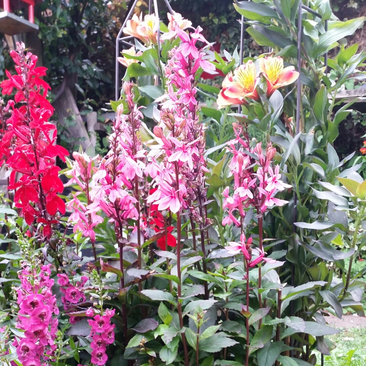 Plant image Lobelia x speciosa 'Fan Salmon'