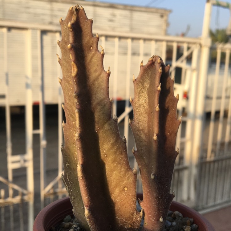 plant image 1176899