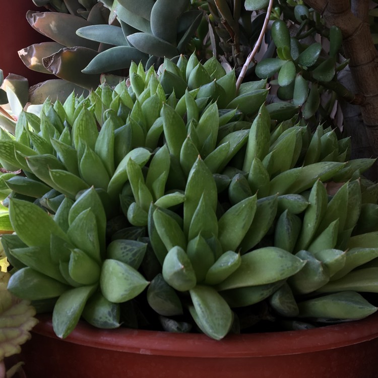 plant image 1176903