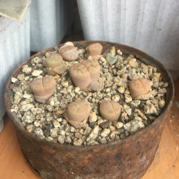 plant image 1188626