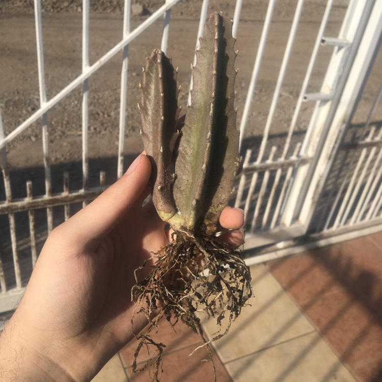 plant image 1188639