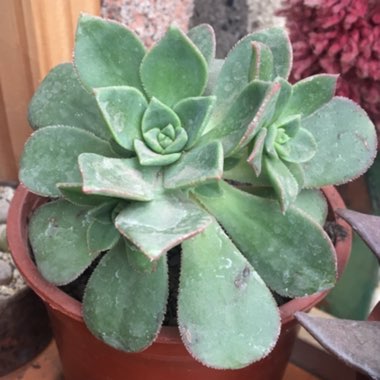 Aeonium 'Haworthii'