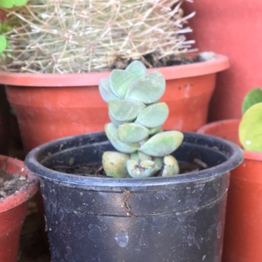 Crassula 'Moonglow'