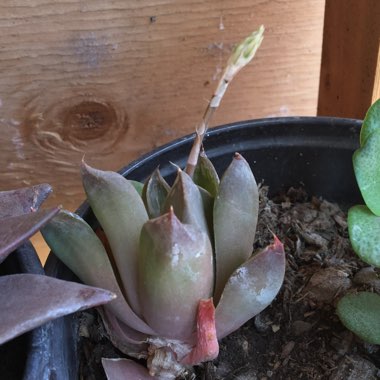 Haworthia 'Cuspidata'