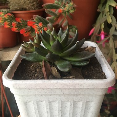 Echeveria 'Black Prince'