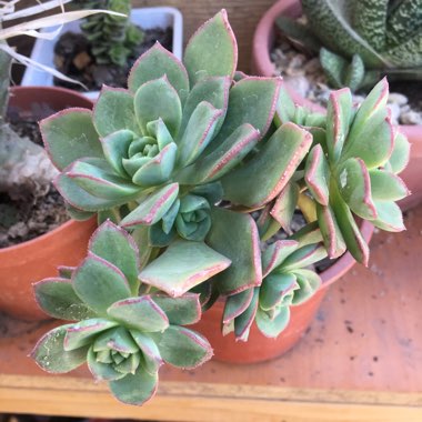Aeonium 'Haworthii'