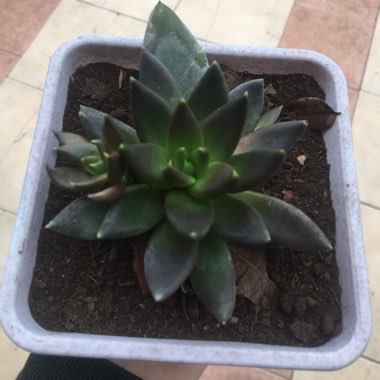 Echeveria 'Black Prince'