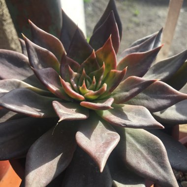 Echeveria 'Black Knight'