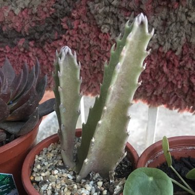 Stapelia 'Hirsute'