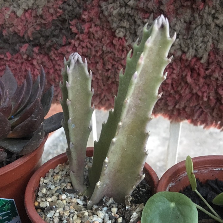 plant image 1188697