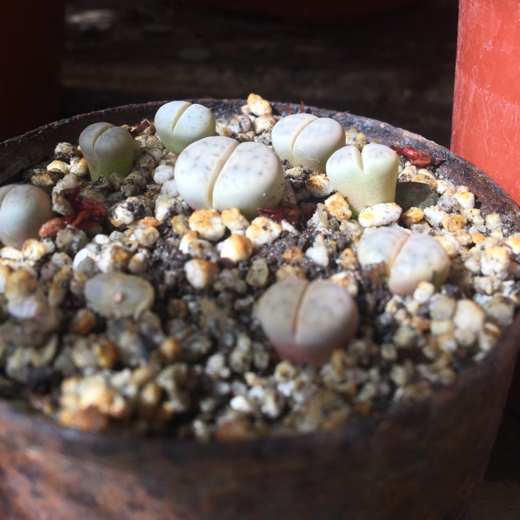 Plant image Lithops Julii Fulleri