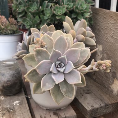 Graptopetalum 'Ghost plant'