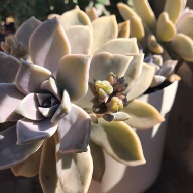 Graptopetalum 'Ghost plant'