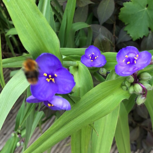 Plant image Tradescantia (Andersoniana Group) 'Sweet Kate'