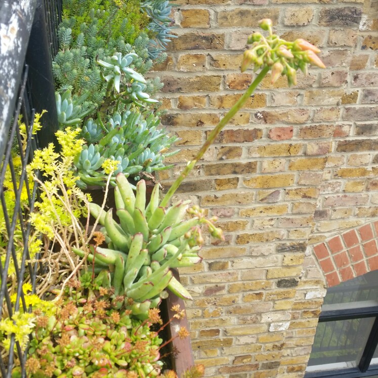 plant image 140225 plant image 140225
