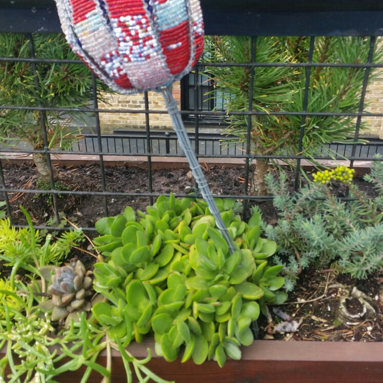 Plant image Echeveria Leisal