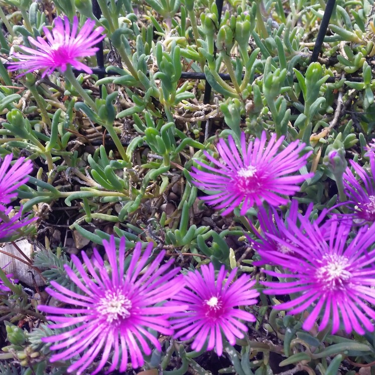 plant image 146657