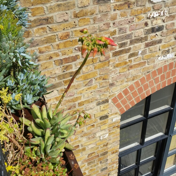 plant image 148771 plant image 148771
