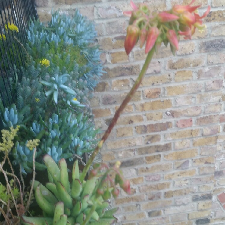 plant image 157310 plant image 157310
