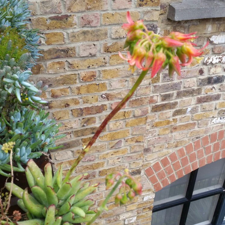plant image 158625 plant image 158625