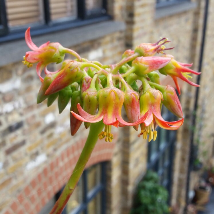 plant image 163493 plant image 163493