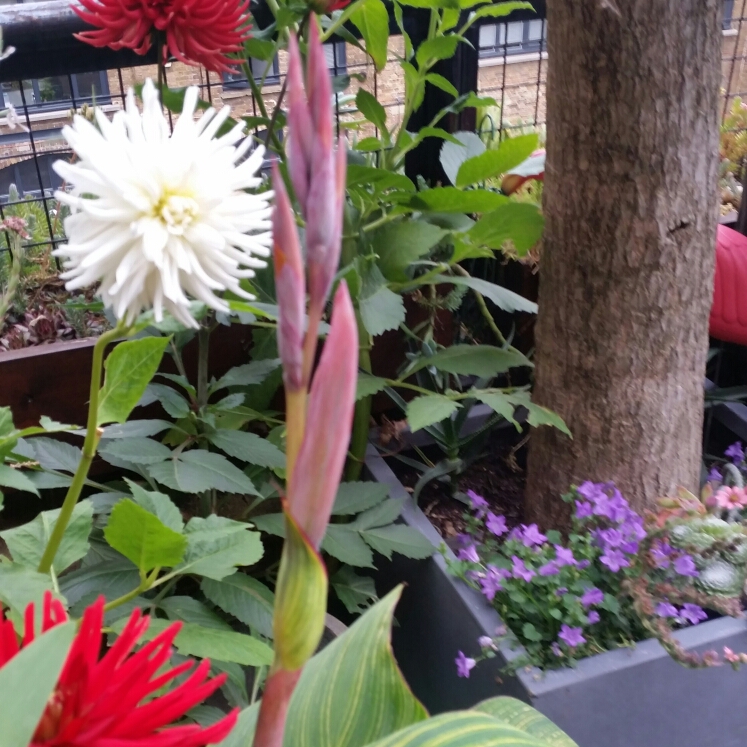 plant image 187295 plant image 187295