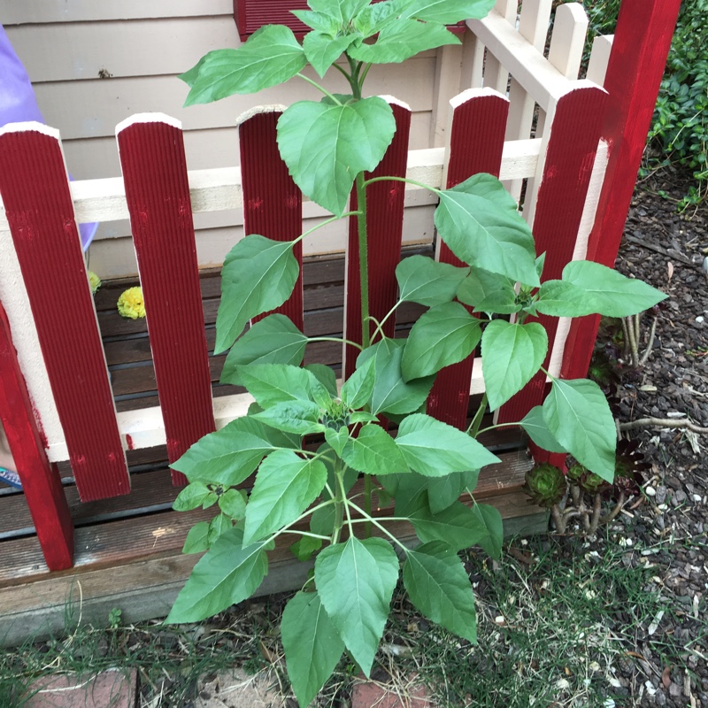 Helianthus annuus