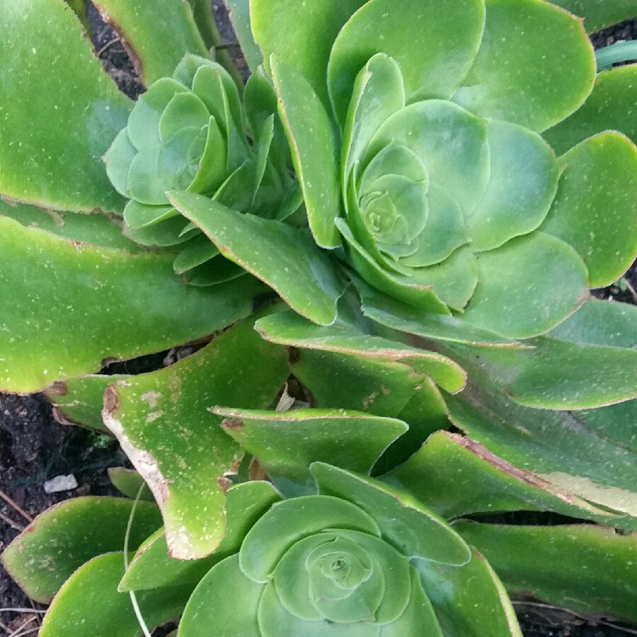 Plant image Aeonium Canariensis Giant Velvet Rose