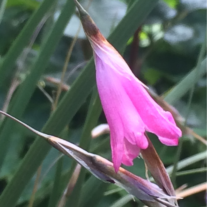 Dierama pulcherrimum