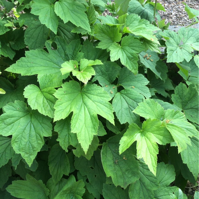plant image 109373 plant image 109373