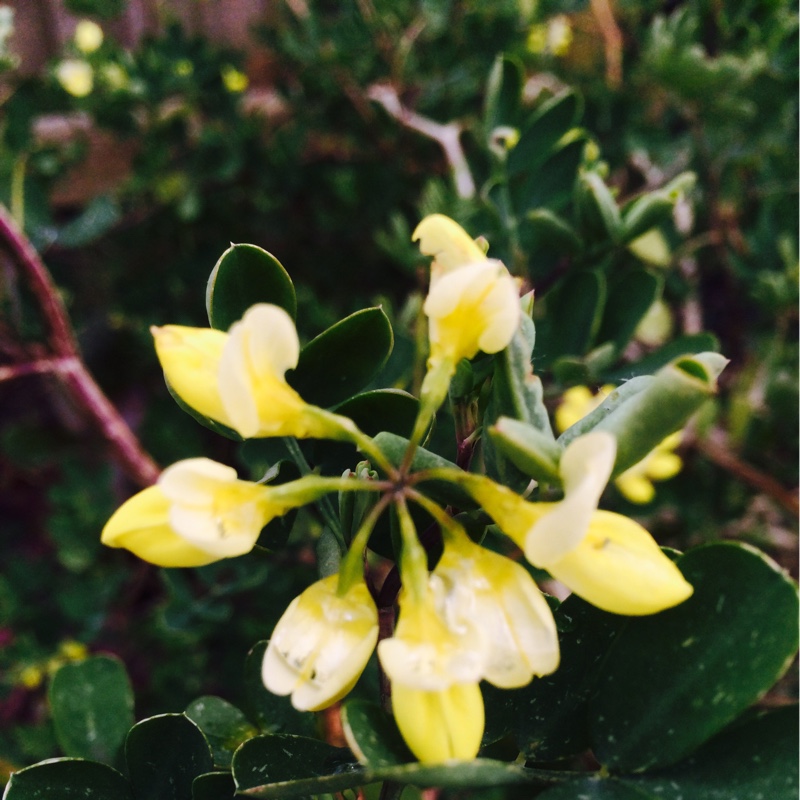 Plant image Coronilla valentina subsp. glauca 'Citrina' syn. Coronilla glauca 'Citrina', Coronilla valentina 'Citrina'