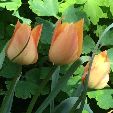Tulipa