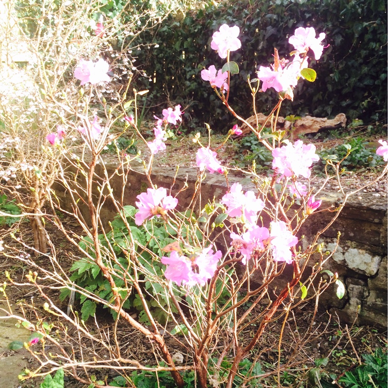 Rhododendron 'Praecox' syn. R. x praecox