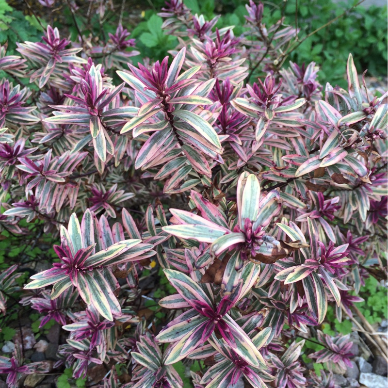 plant image 64140