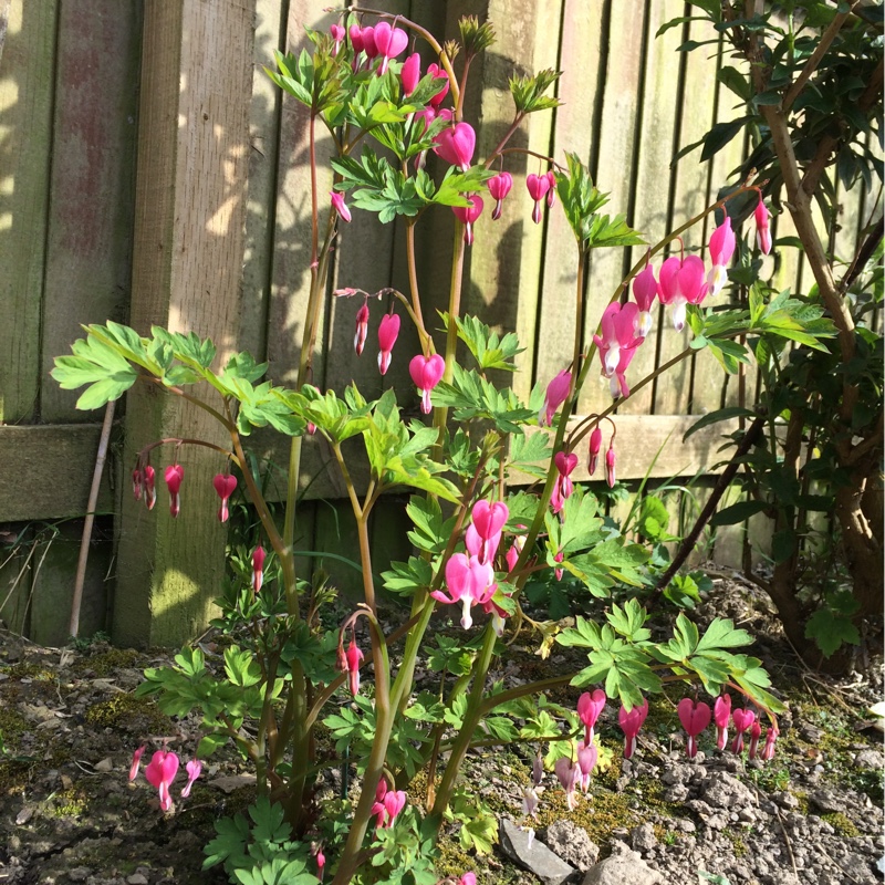 Lamprocapnos spectabilis 'Valentine' syn. Dicentra spectabilis 'Valentine'