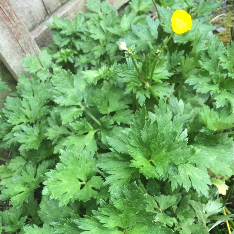 plant image 70158