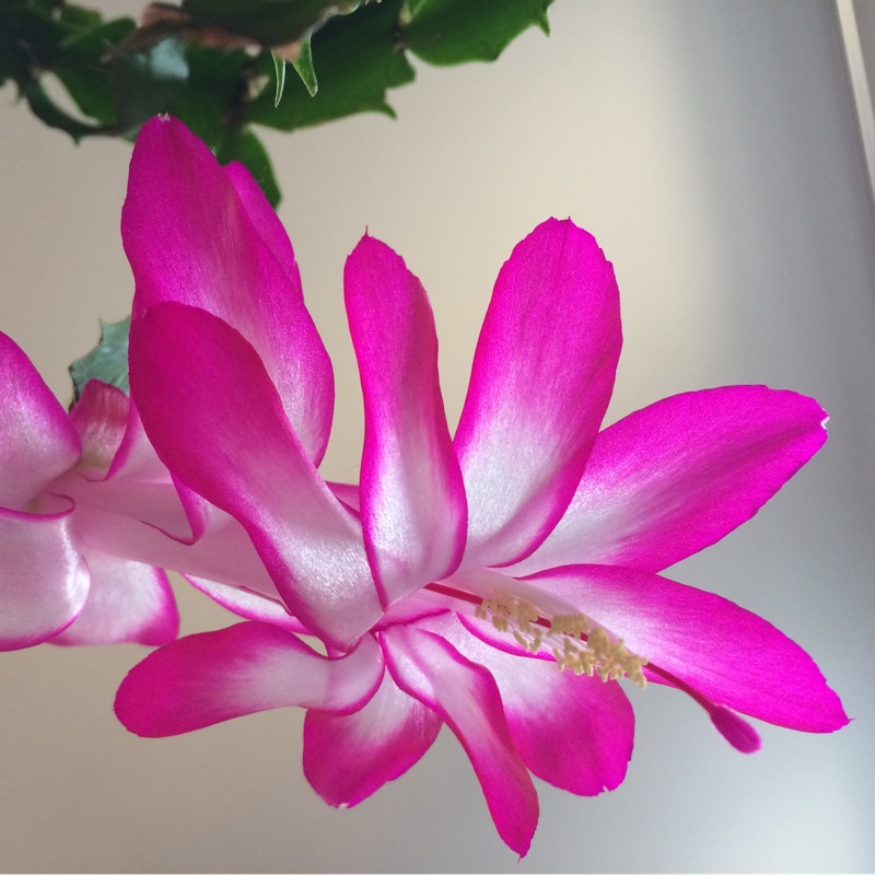 Plant image Schlumbergera truncata Madam Butterfly