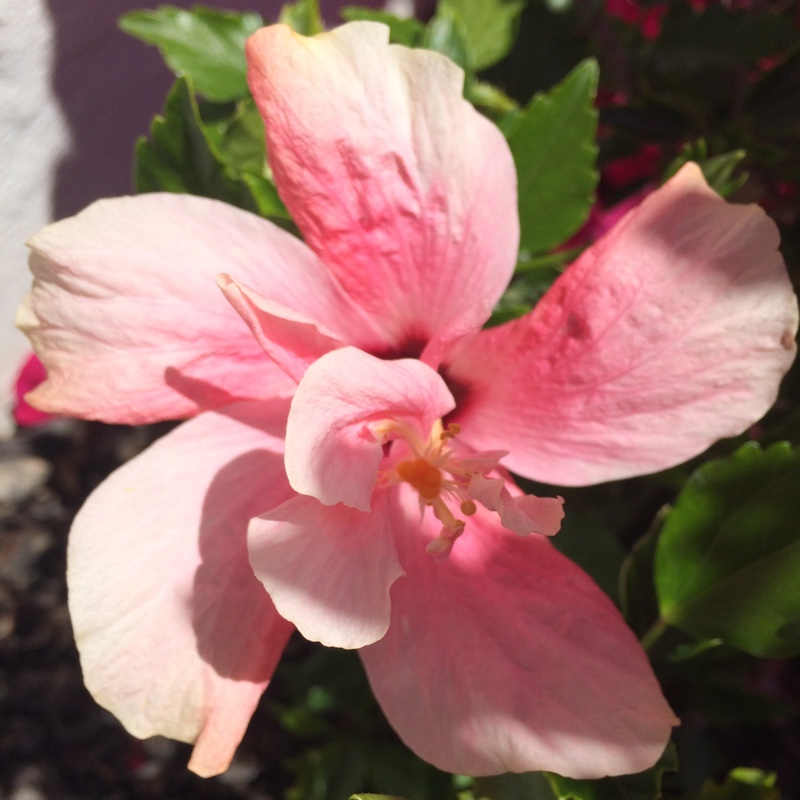 Hibiscus
