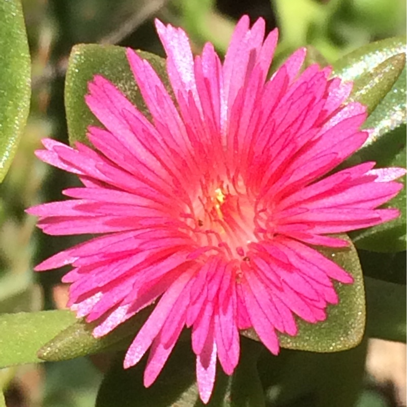 Aptenia cordifolia