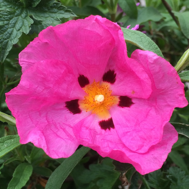 Cistus x purpureus 'Betty Taudevin'