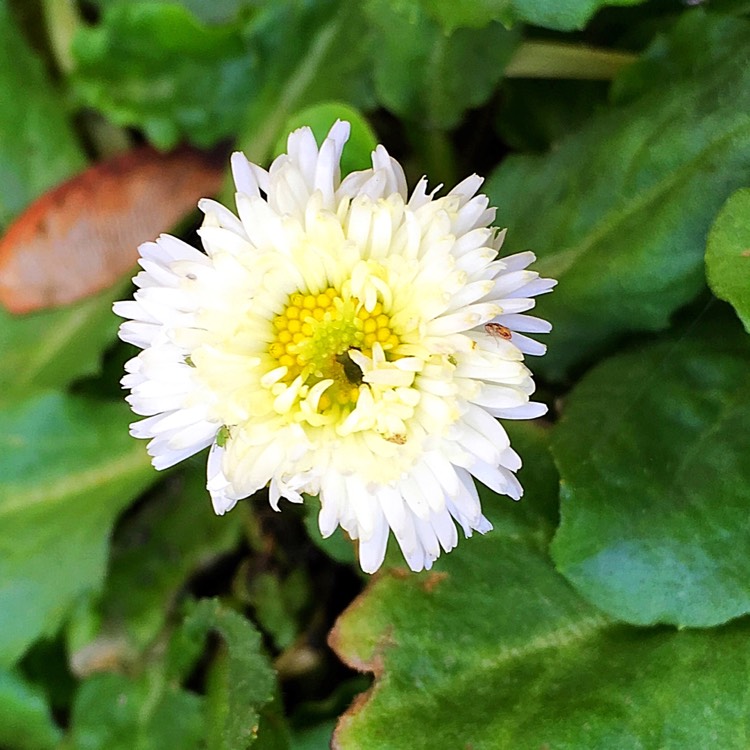 Plant image Bellis Perennis