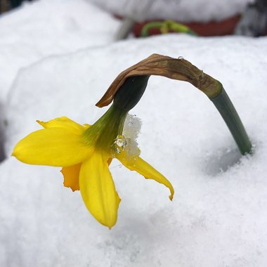 Sarah-Jane's garden