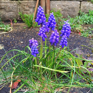 Sarah-Jane's garden
