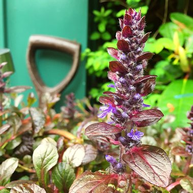 Sarah-Jane's garden