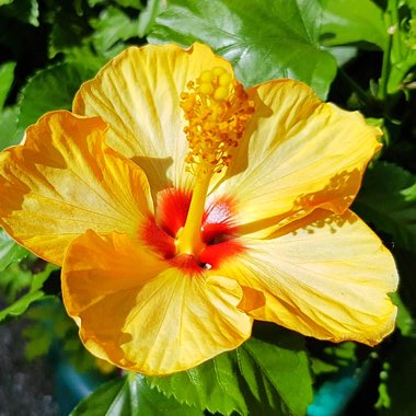 Tropical Hibiscus