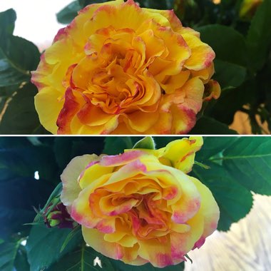 Sarah-Jane's garden