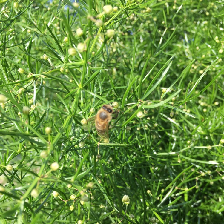 plant image 444387