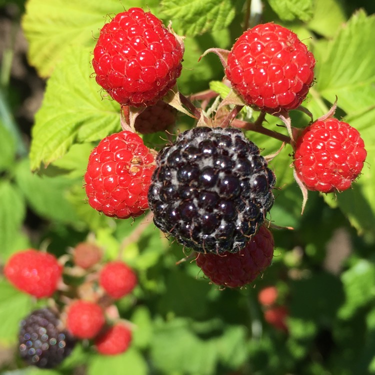 Малина блэк джевел описание сорта. Rubus occidentalis малина. Рубус Честер. Малина Блэк Джевел. Малина черная Блэк Джевел.