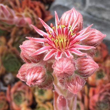 Sempervivum